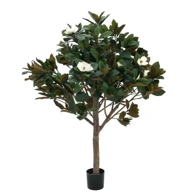 Sofort Bestellen EUROPALMS Magnolienbaum 150cm Ein absoluter Hingucker, sehr voluminöse Krone.